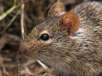 Rat 1